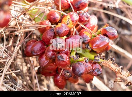 Fruit de Chamaerops humilis méditerranéen nain palmier. Ce sont les petits fruits rugueux du coeur de palmier sous forme de baies et connus sous le nom de renard da Banque D'Images