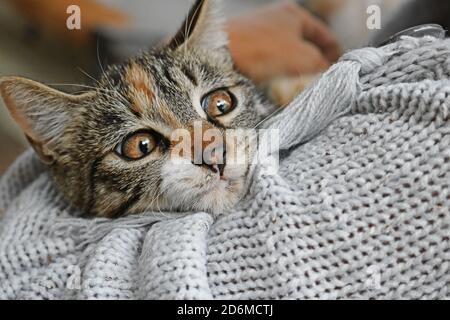 Chaton en cuddling avec une personne Banque D'Images