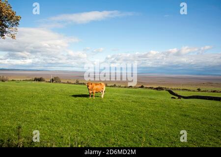 Bétail qui broutage dans les champs à côté du Solway Firth à Drumburn Les Lake District Fells ont été vus sur la rive anglaise Dumfries et Galloway Écosse Banque D'Images