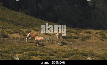 Prise de vue aérienne de chevaux dans les hauts terrains de Kuhtai, dans les Alpes autrichiennes. Banque D'Images