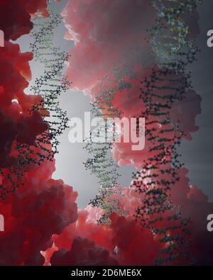 L'ADN, porteur d'instructions génétiques, réside dans le noyau cellulaire où il interagit avec diverses protéines dans divers processus, comme la réplication. Banque D'Images