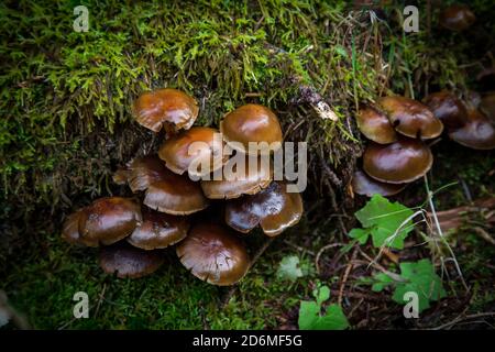 Champignons dans la forêt. Waldviertel, Autriche, Europe Banque D'Images