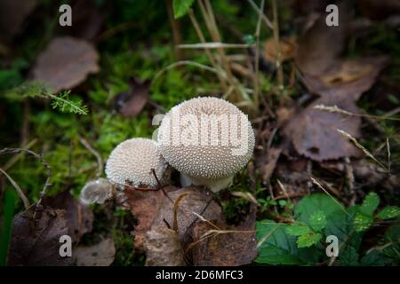 Boule de lait commune (Lycoperdon perlatum). Waldviertel, Autriche, Europe Banque D'Images