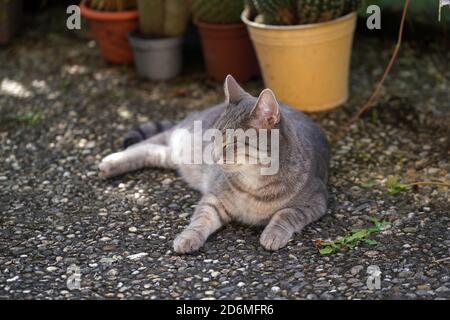 Cliché sélectif d'un chat de fantaisie gras couché le sol Banque D'Images