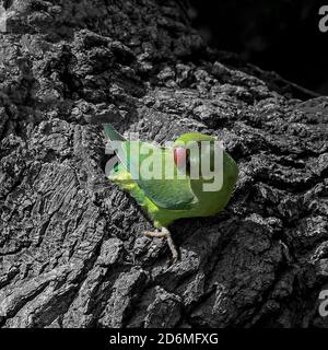 Perruche verte émergeant de son nid situé à l'intérieur d'un chêne arbre Banque D'Images