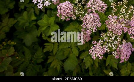 Close up de fleurs roses et blanches Banque D'Images