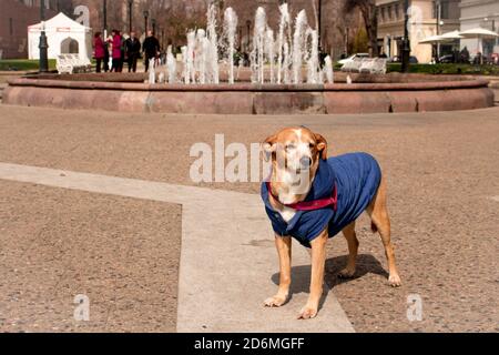 petit chien dans un chandail regardant le paysage avec une fontaine en arrière-plan Banque D'Images