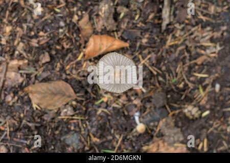 Duelmen, NRW, Allemagne. 18 octobre 2020. Un délicat champignon à capuchon plissé (Parasola plicatilis), un champignon comestible, est inaperçu par les randonneurs dans les bois d'automne de la campagne de Munsterland. La saison populaire de cueillette des champignons, s'étend du début septembre à la mi-octobre en Allemagne. Credit: Imagetraceur/Alamy Live News Banque D'Images