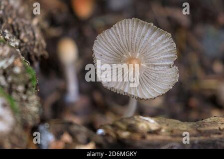 Duelmen, NRW, Allemagne. 18 octobre 2020. Un délicat champignon à capuchon plissé (Parasola plicatilis), un champignon comestible, est inaperçu par les randonneurs dans les bois d'automne de la campagne de Munsterland. La saison populaire de cueillette des champignons, s'étend du début septembre à la mi-octobre en Allemagne. Credit: Imagetraceur/Alamy Live News Banque D'Images