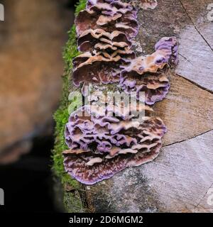 Duelmen, NRW, Allemagne. 18 octobre 2020. Le champignon de la feuille d'argent (Chondrostereum purpueum) pousse sur un vieux tronc d'arbre. La feuille d'argent est en fait une maladie fongique, et non comestible, mais souvent admirée pour son aspect coloré. La saison populaire de cueillette des champignons, s'étend du début septembre à la mi-octobre en Allemagne. Credit: Imagetraceur/Alamy Live News Banque D'Images