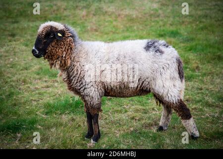 Waldschaf, une ancienne race de moutons en voie de disparition de la région de la forêt bavaroise, de la forêt de Bohême et de Waldviertel Banque D'Images