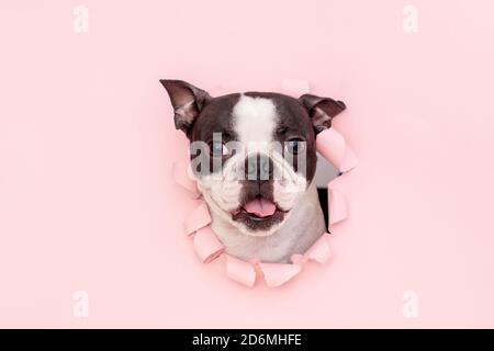 Le visage heureux et drôle d'un chien de Boston Terrier regarde à travers un trou dans le papier rose. Banque D'Images