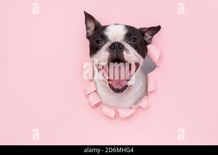 Le visage heureux et drôle d'un chien de Boston Terrier regarde à travers un trou dans le papier rose. Banque D'Images