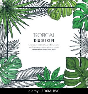 Cadre carré tropical avec feuilles de palmier vertes. Illustration vectorielle dessinée à la main de plantes exotiques de la jungle. Modèle d'affiche, de bannière ou de carte de vœux. Illustration de Vecteur