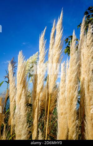 L'herbe de pampas - Cortaderia selloana - sur fond bleu ciel Banque D'Images