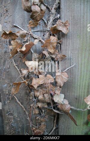 Gros plan de feuilles de lierre séchées sur une ancienne clôture en bois avec des couleurs de mousse verte et des feuilles mortes brunes vieillies Et clôture en bois jardin biologique automne Banque D'Images