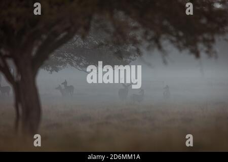 Bushy Park, Londres, Royaume-Uni. 18 octobre 2020. Stags de Red Deer (Cervus elaphus) silhouettés par la brume matinale. Crédit: amanda rose/Alamy Live News Banque D'Images