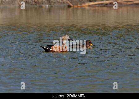 Shoveler rouge (Spatule platalea) adulte mâle et sarcelle moucheté (Anas flavirostris) sur le lagon de Pampas province de Buenos Aires, Argentine Janvier Banque D'Images