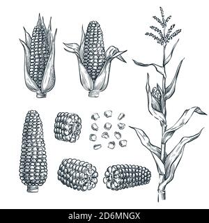 Illustration de l'esquisse des épis de maïs, du grain et du vecteur. Agriculture céréalière, éléments de conception isolés dessinés à la main. Illustration de Vecteur