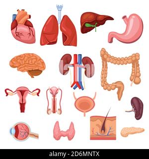 Organes internes humains. Illustration des symboles anatomiques plats vectoriels. Ensemble d'icônes isolées. Illustration de Vecteur