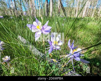 Blue Columbine, (Aquilegia caerulea), Colorado Trail, Colorado Banque D'Images