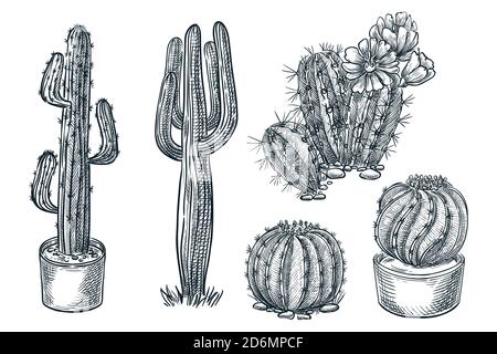 Illustration de l'esquisse vectorielle des cactus et des succents. Plantes nature désertiques, ensemble d'éléments de conception à imprimé dessinés à la main. Illustration de Vecteur