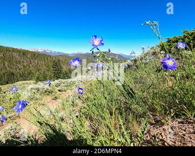 Blue Columbine, (Aquilegia caerulea), Colorado Trail, Colorado Banque D'Images