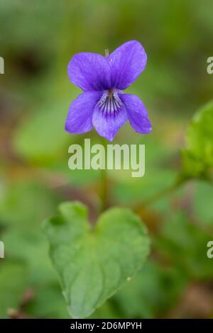 Chien-violet commun, Viola riviniana, dans les bois, Dumfries & Galloway, Écosse Banque D'Images