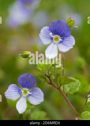 Élancé Speedwell, Veronica filiformis, dans les prairies, Dumfries & Galloway, Écosse Banque D'Images