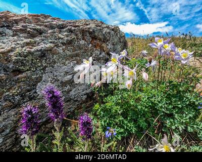 Blue Columbine, (Aquilegia caerulea), Colorado Trail, Colorado Banque D'Images