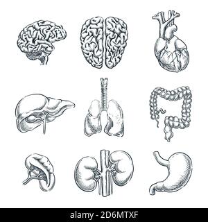 Organes internes humains. Illustration isolée d'esquisse vectorielle. Jeu de symboles anatomiques pour les caniche dessinés à la main. Illustration de Vecteur