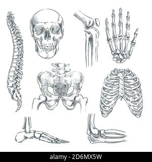 Squelette humain, os et articulations. Illustration isolée d'esquisse vectorielle. Jeu de symboles anatomiques pour les caniche dessinés à la main. Illustration de Vecteur