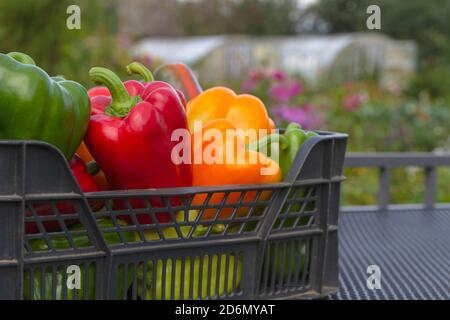 un mélange coloré de paprika capsicum dans une boîte contre la toile de fond des serres Banque D'Images