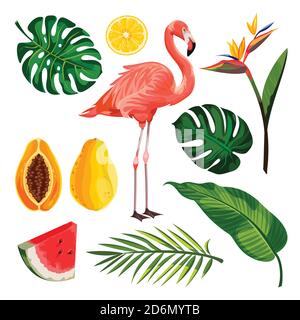 Ensemble d'éléments de conception vecteur tropical d'été, isolé sur fond blanc. Illustration de dessins animés de flamants roses, de feuilles de palmier et de fruits exotiques. Illustration de Vecteur