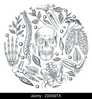 Squelette humain, os et articulations, poster médical ou modèle d'étiquette. Illustration d'esquisse vectorielle. Traitement orthopédique organique naturel. Illustration de Vecteur