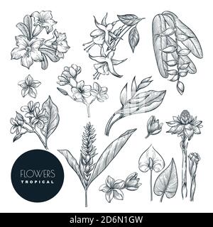Ensemble de fleurs exotiques tropicales, isolées sur fond blanc. Illustration d'esquisse vectorielle. Éléments de nature tropicale dessinés à la main et motifs floraux. Illustration de Vecteur