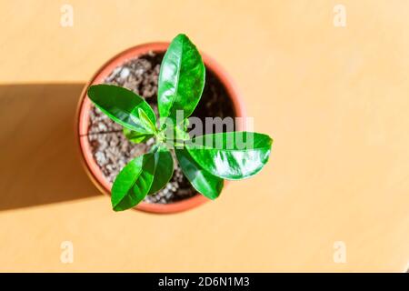 Jeune plante un an d'agrumes dans un pot brun Banque D'Images