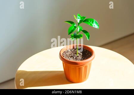 Jeune plante un an d'agrumes dans un pot brun Banque D'Images