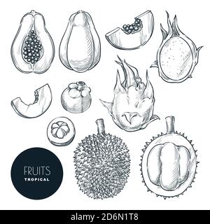 Ensemble de fruits exotiques tropicaux, isolé sur fond blanc. Illustration d'esquisse vectorielle et éléments de conception. Produits savoureux à base de tropique dessinés à la main. Illustration de Vecteur