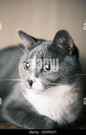 Gros plan sur un joli chaton gris couché sur un tapis Banque D'Images