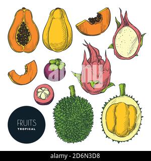 Fruits tropicaux isolés sur fond blanc. Ensemble d'éléments de conception et d'illustration d'esquisse en couleur vectorielle. Produits savoureux à base de tropique dessinés à la main. Illustration de Vecteur