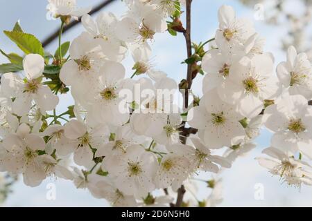 Une branche d'un cerisier en fleur. Inflorescence des fleurs de cerisier blanc au printemps. Banque D'Images