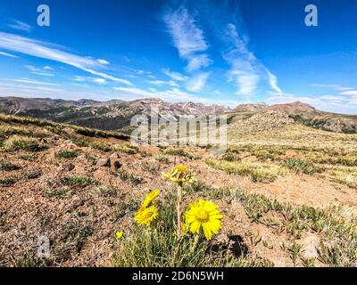 Champs de fleurs sauvages, Colorado Trail, Colorado Banque D'Images