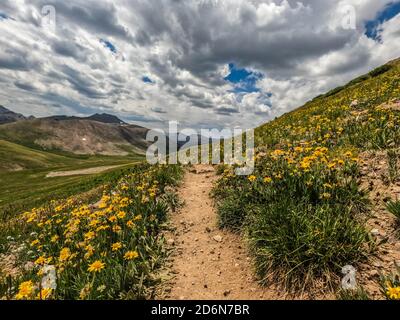 Champs de fleurs sauvages, Colorado Trail, Colorado Banque D'Images