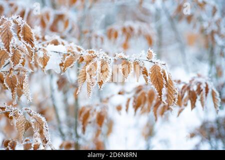 Arbre avec des feuilles congelées couvertes de gel. Branches d'arbre sous la neige, jour gelé. Belle branche avec des feuilles sèches orange et jaune en hiver Banque D'Images