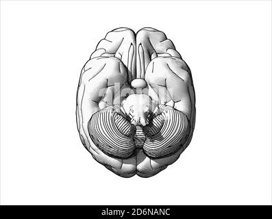 Gravure sous la surface du cerveau humain en couleur monochrome isolée sur fond blanc Banque D'Images