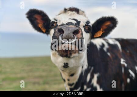 Vache tachetée au nez percé en Normandie Banque D'Images