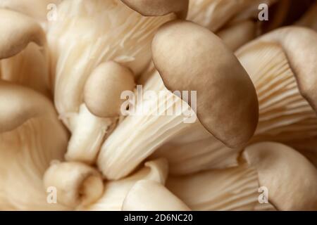 Champignons d'huîtres sauvages frais macro, mise au point sélective. Arrière-plan naturel Banque D'Images