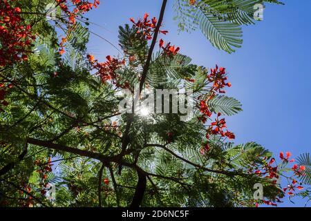 Fleurs, feuilles et bourgeons d'un arbre de feu (Delonix regia) contre le ciel. Banque D'Images