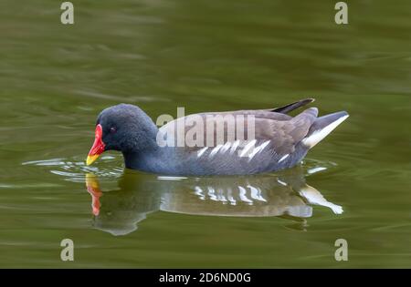 Vue latérale d'un Moorhen (Gallinula chloropus) nageant dans l'eau sur un lac avec réflexion en automne à West Sussex, Angleterre, Royaume-Uni. Banque D'Images